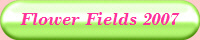 Flower Fields 2007