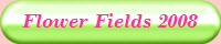 Flower Fields 2008